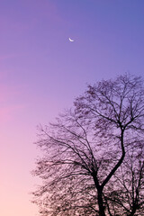 Fototapeta na wymiar moon and trees