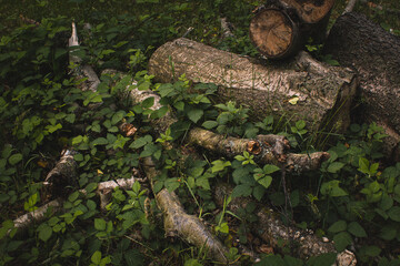 Trees formation in the woodland
