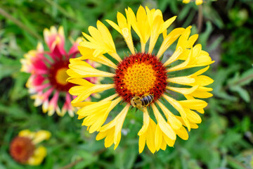 Top view of one vivid yellow and red Gaillardia flower, common name blanket flower,  and blurred green leaves in soft focus, in a garden in a sunny summer day, beautiful outdoor floral background.