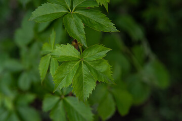 close up of a green leaf