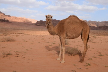 Portrait of a camel in the desert landscape with rocks, Wadi Rum Desert, Jordan
