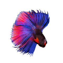 Betta fish, siamese fighting fish, betta splendens (Fullmoon betta )