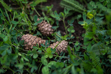 pine cone on the ground