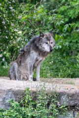 Timberwolf in his territory during fur change