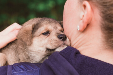 Obraz premium Homeless puppy on a woman’s arm. Volunteer Search for Puppies at Home