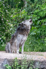 Timberwolf in his territory during fur change