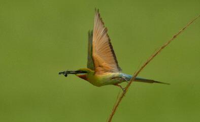 blue tail bee eater bird in perch