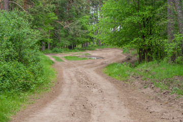 Fototapeta na wymiar country dirt road in the forest