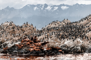 Sea lions rest next to cormorants on a stone island in the Beagle Channel, near Ushuaia...