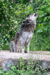 Timberwolf in his territory during fur change