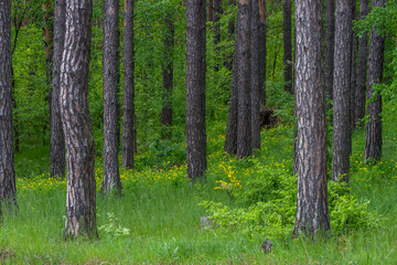tree trunks in a pine forest