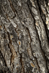 Tree bark in a forest