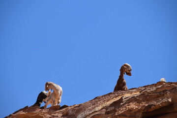 Goats standing on the rocks of Petra, Wadi Musa, Jordan