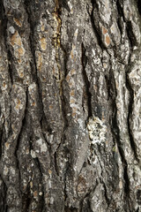 Tree bark in a forest