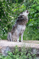 Timberwolf in his territory during fur change
