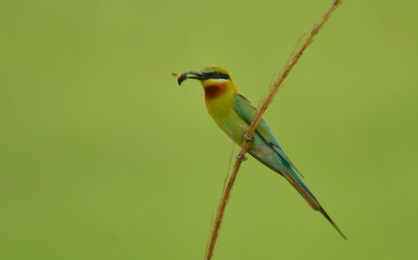 blue tail bee eater bird in perch