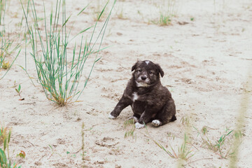 Homeless puppy on a woman’s arm. Volunteer Search for Puppies at Home