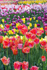 Obraz premium multicolored tulips on flowerbed