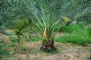 Raw date palm fruits that grow on the tree.