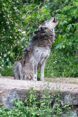 Timberwolf in his territory during fur change