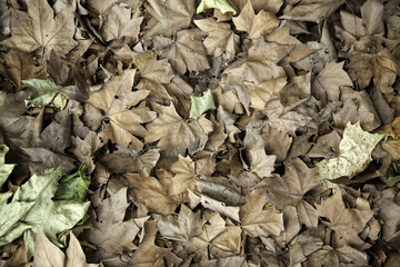 Autumn leaves