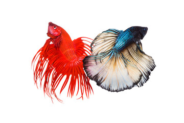 Betta fish, siamese fighting fish, betta splendens (Fullmoon betta )