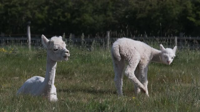 Alpaca Mother And Baby, Cria, Animal In Grass Meadow Field Sunny Spring Day Slow Motion