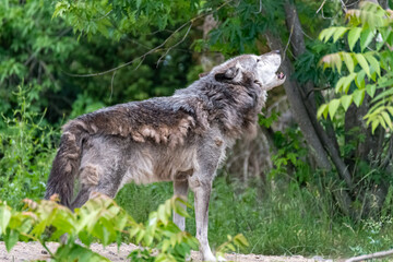 Fototapeta premium Timberwolf in his territory during fur change