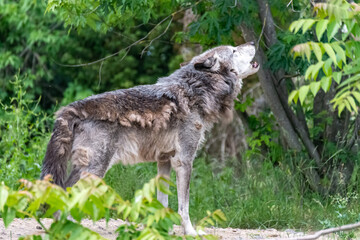 Timberwolf in his territory during fur change