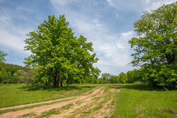 country road in a spring meadow, in the background an oak forest