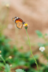 Butterfly on a flower