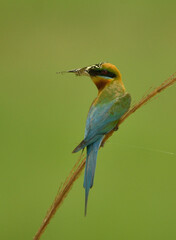 blue tail bee eater bird in perch