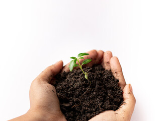 World environment day concept: a woman hand holding seed tree with soil, stock photos.