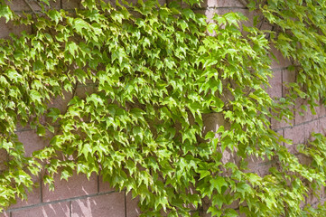 Ivy on  brick wall
