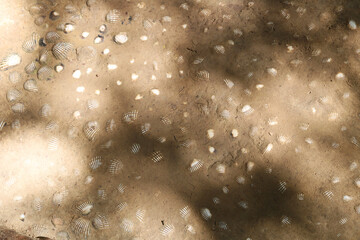 Floor made of mud and sea shells  by the tribes of Andaman 