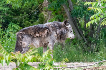 Timberwolf in his territory during fur change