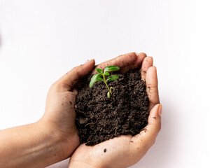 World environment day concept: a woman hand holding seed tree with soil, stock photos.