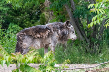 Timberwolf in his territory during fur change