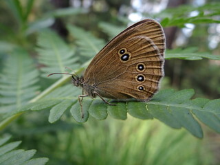 Ringlet (Aphantopus hyperantus) on the leaf fern in the forest.