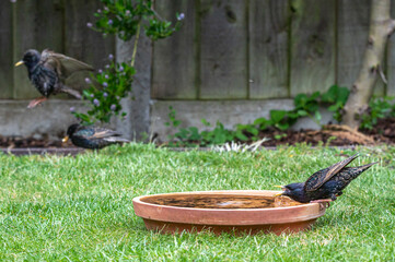 Starling wild bird, Sturnus vulgaris, drinking water from a garden bird bath