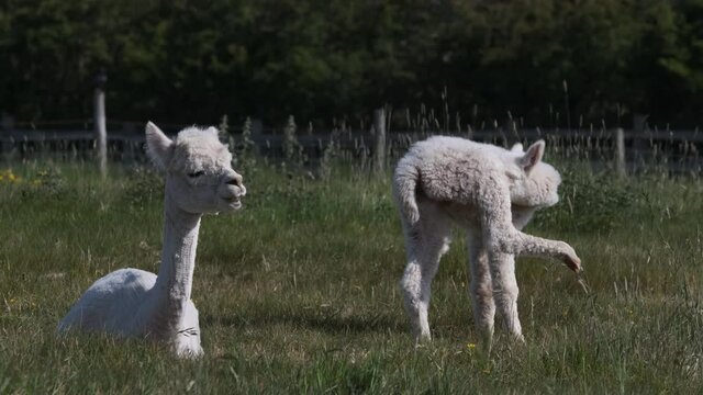 Alpaca Mother And Baby, Cria, Animal In Spring Grass Meadow Field Sunny Day 60fps