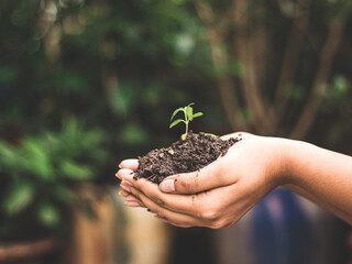 World environment day concept: a woman hand holding seed tree with soil, stock photos.