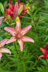 Obraz premium pink beautiful Lily close-up on a Sunny summer day. natural floral background