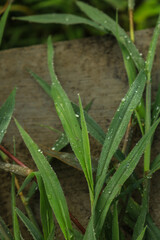 rain drops on a grass