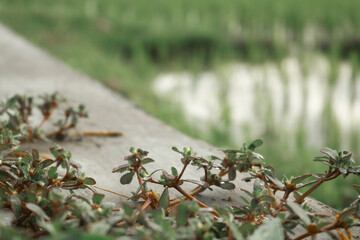 Bush on the road