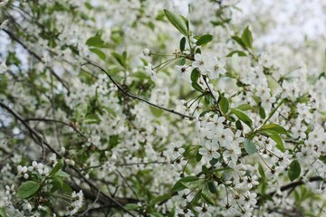 Tree with beautiful white flowers in the garden