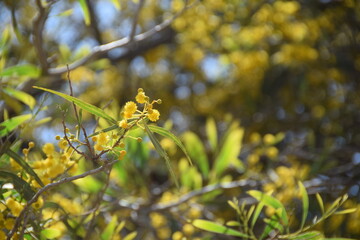 Flowering yellow tree in the garden of the church in memory of Moses, Mount Nebo, Jordan