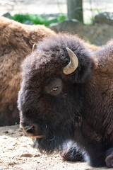 Fototapeta premium Bison mother protects her young calf
