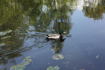 Beautiful duck swims in the lake view