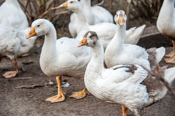 A free-range duck farm with a flock of birds. Domestic ducks, geese and drakes walk around the farm. Farm